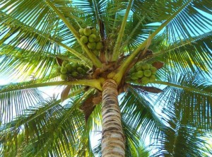 Coconut Tree