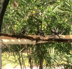 Northern Mockingbirds in recovery